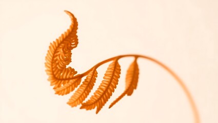 A close up of a brown fern frond with a curled tip against a light cream colored background plain
