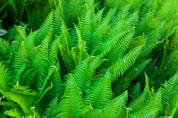 Dense thickets of green ferns.