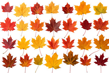 Fototapeta premium Collection of colorful autumn leaves isolated on a white background.