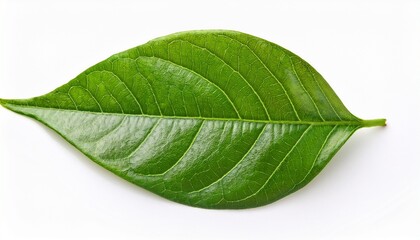 Obraz premium vibrant green leaf on white background