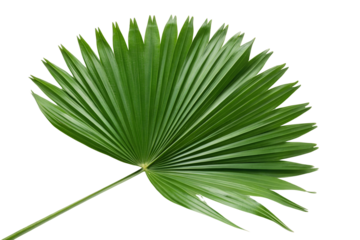 Green palm leaf isolated on a white background.