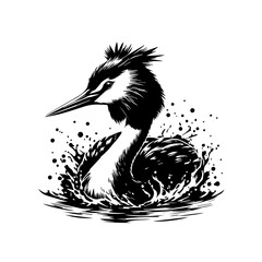 Great Crested Grebe Bird Splashing in Water.