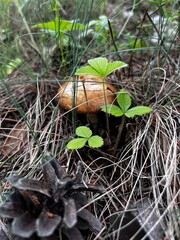 new life in the forest