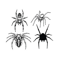 Four arachnids detailed line art and silhouette spider insect