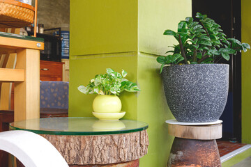 Green houseplant decoration on wooden table and wood stand beside concrete column inside of vintage house, Home interior architecture decoration design