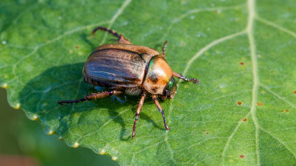 bug on a leaf