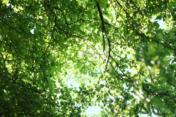 Beautiful trees with green leaves growing outdoors, bottom view