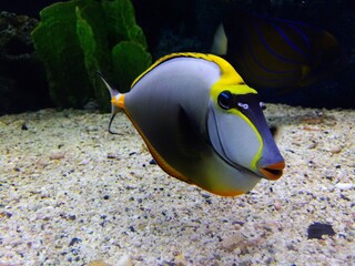 "Naso Tang (Unicornfish) in an Aquarium" "A detailed close-up shot of a Naso Tang or Unicornfish, an exotic and colorful marine fish, swimming in an aquarium. The fish's unique yellow, black,