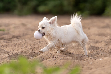 Piesek rasy chihuahua bawi się piłką na plaży © nitka_zaplatana