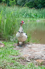 Muscovy duck standing on the ground and looking at the camera