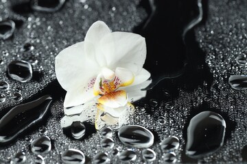 Beautiful orchid flower and water drops on mirror surface, closeup