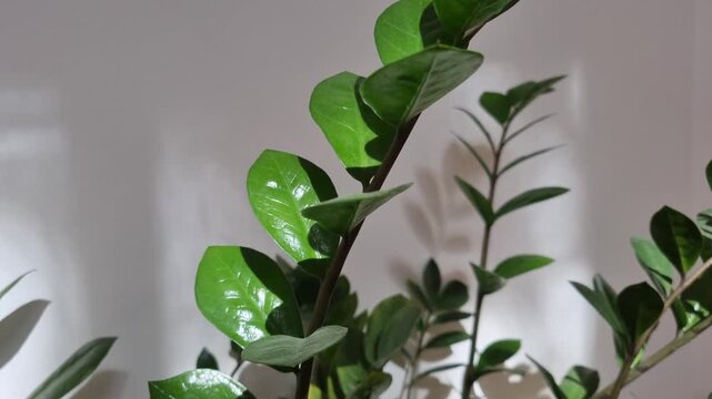 Green leaves, plant with long stem on white background. Evergreen Zamiokulkas with glossy foliage. Beautiful morning shadows on white wall