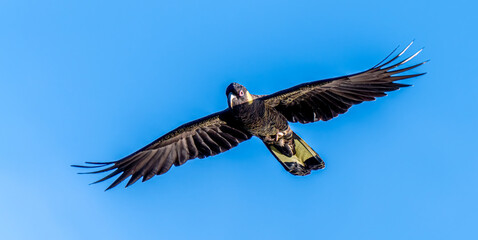 Black cockatoo