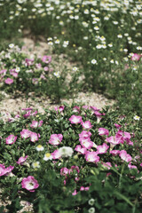 和泉リサイクル環境公園、紫色の美しい花、大阪、日本