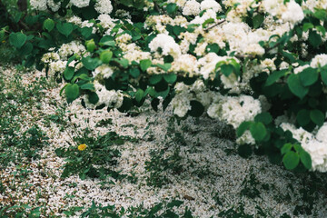 和泉リサイクル環境公園、美しい白い花、大阪、日本