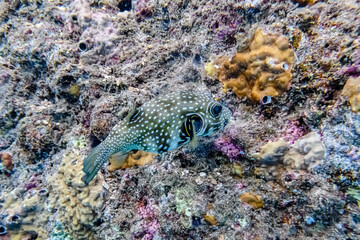 Colonies of corals and white spotted puffer fish (Arothron hispidus) at coral reef in Red sea