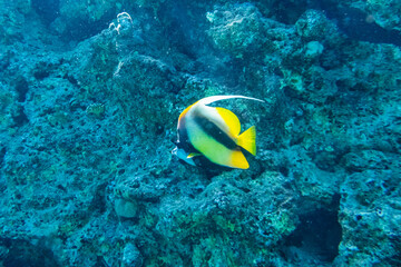 Colonies of the corals and Heniochus fish at coral reef in Red sea