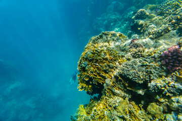Fototapeta premium Sohal surgeonfish (Acanthurus sohal) or Sohal tang fish at the coral reef in Red sea