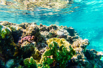 Colonies of the corals at coral reef in Red sea