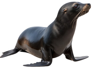 Alert sea lion on transparent background, marine mammal in dynamic pose with wet fur texture