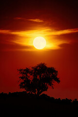 Full moon illuminating a cloud in red dramatic night sky over the silhouette of a lone tree, vertical format