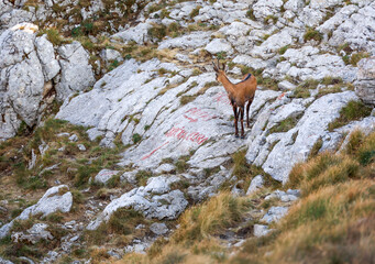 Chamois ( Rupicapra rupicapra) in natural habitat of Durmitor National Park, Montenegro	
