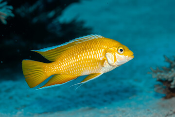 Fototapeta premium Bright Yellow Cichlid Fish Swimming Underwater Near Coral Reef image photo