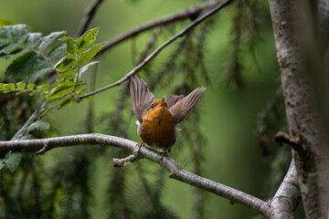 A European robin perched on a branch, Oslo, summer in Norway, Erithacus rubecula