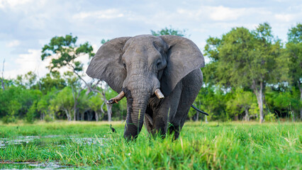 Close encounter with an African elephant on Khwai River during a mokoro safari, Okavango Delta,...