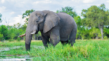Amazing encounter with a massive bull elephant on the Khwai River, Okavango Delta, Botswana