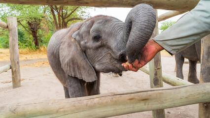 Closeup photograph of a cute baby elephant being fed at an animal sanctuary, Maun, Botswana