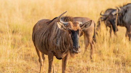 Picturesque closeup of a gnu (wildebeest) with only one horn, Pilanesberg National Park, South Africa