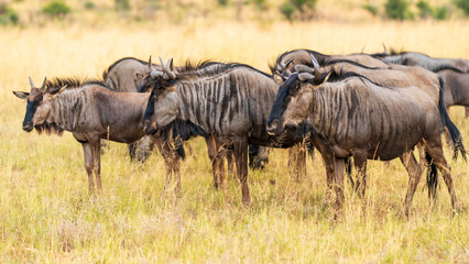 A group of wildebeests resting in the grassland, Pilanesberg National Park, South Africa © Jose