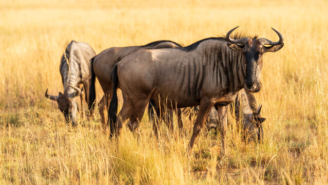 Herd of wildebeests (gnus) grazing in the meadow, Pilanesberg National Park, South Africa
