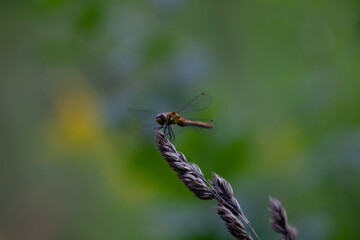 Dragonfly perched on dry grass seed head with soft green background