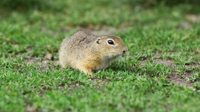 Ground squirrel on grass. Small rodent foraging and moving in natural habitat. Wildlife nature, animal behavior, and outdoor scene captured in high resolution. Ground squirrel in their natural habitat