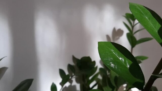 Green leaves, plant with long stem on white background. Copy space. Evergreen Zamiokulkas with glossy foliage. Beautiful morning shadows on white wall
