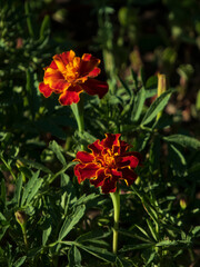 Two Vibrant Red and Orange Marigold Flowers in Natural Sunlight