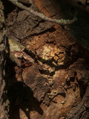 A close-up view of decaying tree bark and wood