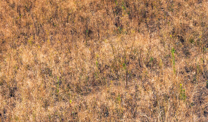 Dry grass covering the field during summer drought