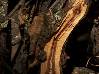 Weathered and Gnarly Log with Exposed Inner Wood