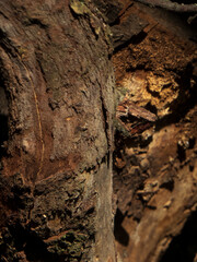 Weathered and Textured Tree Bark with Rough Surface