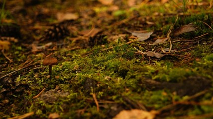 Mushroom flourish on a bed of moss in a serene autumn forest, showcasing nature's beauty and diversity