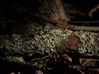 Fallen Log with Abundant Green and Grey Lichen
