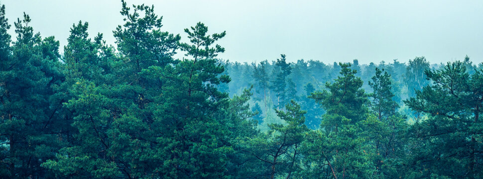 Panoramic view of misty pine forest creating tranquil atmosphere