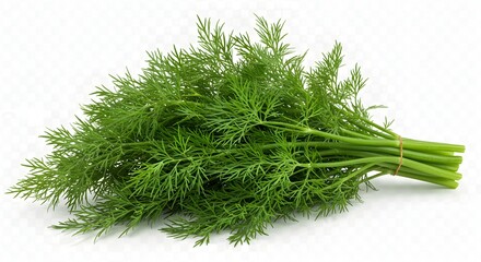 A bunch of fresh dill with a rubber band holding the stems together on a plain white background surface ai generative