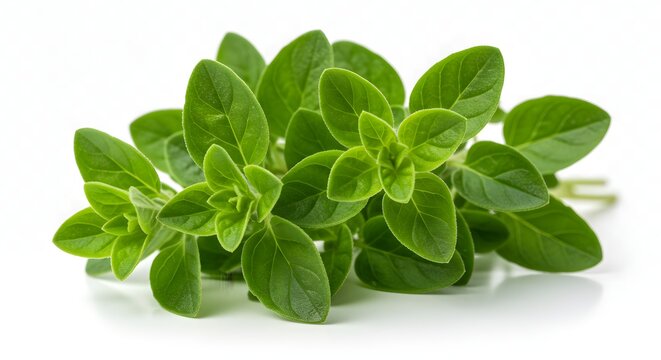 A close up view of fresh oregano leaves clustered together on a bright white surface background ai generative