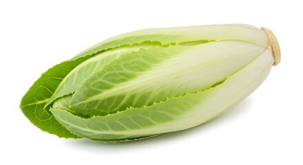 A single endive head with green leaves on a white background in a studio shot for healthy eating diet ai generative