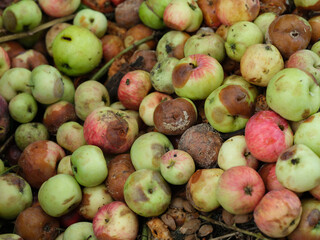 A pile of rotten apples with mold and some fruit flies on them. Close up.