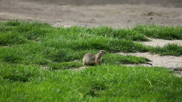 Ground squirrel on grass. Small rodent foraging and moving in natural habitat. Wildlife nature, animal behavior, and outdoor scene captured in high resolution. Ground squirrel in their natural habitat